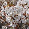 Prunus incisa 'Kojou-no-mai' Pot 10 liter Stam 120 cm