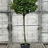 Prunus l. Etna Pot 12 liter Halfstam