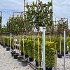 Prunus l. 'Novita' Stam 180 cm Leivorm 120x120 (BxH)