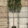 Prunus l. 'Novita' Stam 180 cm Leivorm 120x120 (BxH)