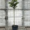 Prunus subh. 'Autumnalis Rosea' Pot 18 liter Halfstam