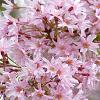 Prunus subh. 'Fukubana' Pot 18 liter Halfstam