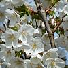 Prunus 'Umineko' Hoogstam (Stamomtrek 12-14 cm)