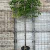 Pyrus calleryana 'Chanticleer' Stam 180 cm (Stamomtrek 14-16 cm) Leivorm