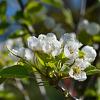 Pyrus communis Hoogstam (Stamomtrek 10-12 cm)