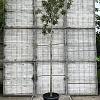 Pyrus nivalis 'Catalia' Hoogstam (Stamomtrek 12-14 cm)