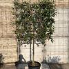 Quercus ilex Stam 100 cm Leivorm 120x120 (BxH)