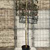 Quercus ilex Stam 200 cm Leivorm 120x120 (BxH)