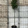 Quercus ilex Hoogstam (Stamomtrek 10-12 cm)