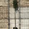 Quercus ilex Hoogstam (Stamomtrek 8-10 cm)