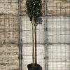 Quercus ilex Hoogstam (Stamomtrek 12-14 cm)