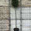 Quercus ilex Hoogstam (Stamomtrek 14-16 cm)