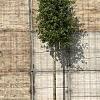 Quercus ilex Hoogstam (Stamomtrek 18-20 cm)