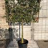 Quercus ilex Stam 80 cm Leivorm 120x80 (BxH) 