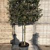 Quercus ilex Stam 120 cm Leivorm 120x80 (BxH) 