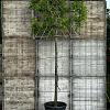 Quercus palustris Stam 220 cm (Stamomtrek 25-30 cm) Leivorm