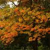 Quercus palustris Stam 220 cm (Stamomtrek 25-30 cm) Leivorm