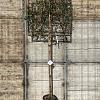 Quercus suber Stam 180 cm Leivorm 120x120 (BxH)