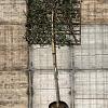 Quercus suber Stam 180 cm Leivorm 150x150 (BxH) 