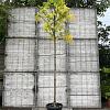 Robinia ps. 'Frisia' Hoogstam (Stamomtrek 12-14 cm)