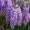 Wisteria sinensis Hoogstam (Stamomtrek 16-18 cm)
