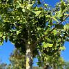 Ginkgo bil. 'Horizontalis' Hoogstam (Stamomtrek 20-25 cm)