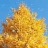 Ginkgo bil. 'Horizontalis' Hoogstam (Stamomtrek 20-25 cm)