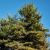 Pinus strobus 'Brevifolia' Pot 25 Liter Halfstam