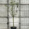 Malus d. 'Gala' Pot 70 Liter Halfstam (Stamomtrek 18-20 cm)