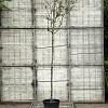 Malus d. 'Rode Boskoop' Hoogstam (Stamomtrek 10-12 cm)