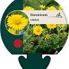 Doronicum orientale Pot 9 cm