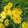 Doronicum orientale Pot 9 cm