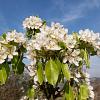 Pyrus c. 'Beurré Alexandre Lucas' Hoogstam (Stamomtrek 8-10 cm)