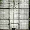 Pyrus c. 'Beurré Alexandre Lucas' Hoogstam (Stamomtrek 8-10 cm)