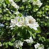Pyrus c. 'Gieser Wildeman' Hoogstam (Stamomtrek 8-10 cm)
