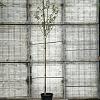 Pyrus c. 'Williams' Hoogstam (Stamomtrek 8-10 cm)