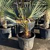 Brahea armata Pot 30 Liter 