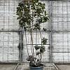 Cotinus cog. 'Royal Purple' Pot 25 Liter 150 - 175 cm