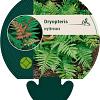 Dryopteris erythrosora Pot 9 cm