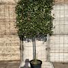Elaeagnus ebb. 'Compacta' Stam 120 cm Leivorm 120x100 (BxH)  ijzer frame