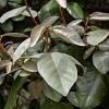 Elaeagnus ebb. 'Compacta' Stam 120 cm Leivorm 120x100 (BxH)  ijzer frame