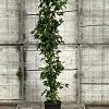 Liquidambar s. 'SlenderSilhouette' Pot 18 liter 175 - 200 cm
