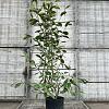 Magnolia soulangeana Pot 18 liter 100 - 125 cm