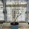 Magnolia stellata Pot 25 Liter 100 - 125 cm