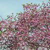 Prunus 'Accolade' Pot 18 liter Stam 120 cm