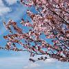 Prunus cer. 'Nigra' Pot 18 liter Stam 120 cm