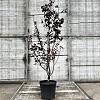 Prunus cer. 'Pissardii' Pot 18 liter 150 - 175 cm