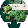 Dryopteris filix-mas Pot 9 cm