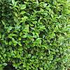 Prunus l. 'Novita' Stam 100 cm Leivorm 120x120 (BxH)