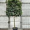Prunus l. 'Novita' Stam 100 cm Leivorm 120x120 (BxH)